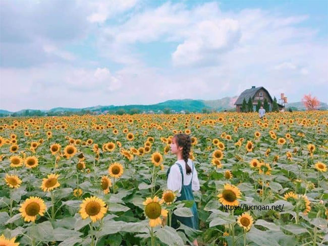Cánh đồng hoa hướng dương - địa điểm du lịch Bắc Giang đẹp