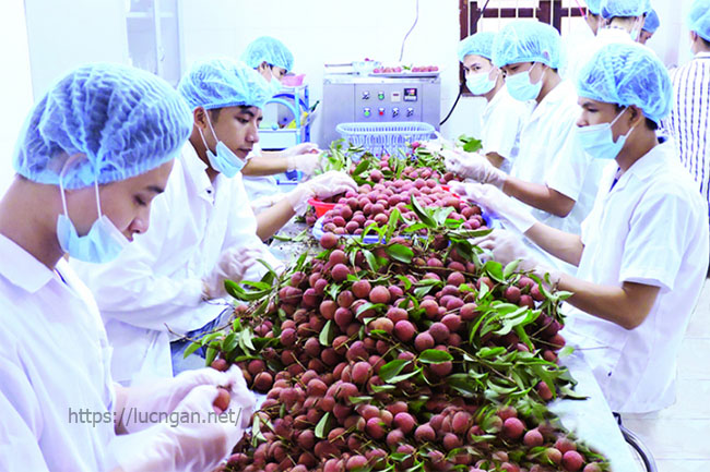 Vải thiều Bắc Giang được cấp mã vùng trồng xuất khẩu sang Nhật
