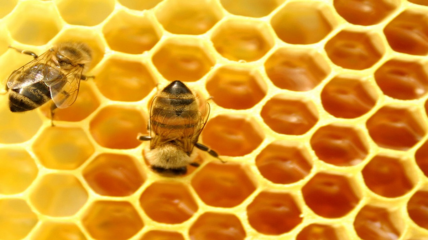 Mật ong rừng nguyên chất có lẫn nhộng ong, phấn hoa vì chưa qua xử lý nhân tạo